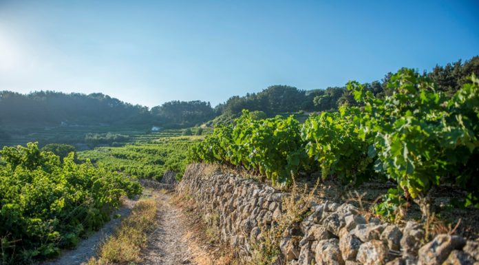 Μετακινήσεις Παραγωγών για αγροτικές εργασίες