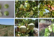 ΕΥΡΕΣΗ – ΑΞΙΟΛΟΓΗΣΗ ΚΑΙ ΑΞΙΟΠΟΙΗΣΗ ΤΟΠΙΚΩΝ ΠΟΙΚΙΛΙΩΝ ΦΥΛΛΟΒΟΛΩΝ ΟΠΩΡΟΦΟΡΩΝ ΔΕΝΔΡΩΝ ΣΤΗ ΣΑΜΟ