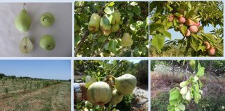 ΕΥΡΕΣΗ – ΑΞΙΟΛΟΓΗΣΗ ΚΑΙ ΑΞΙΟΠΟΙΗΣΗ ΤΟΠΙΚΩΝ ΠΟΙΚΙΛΙΩΝ ΦΥΛΛΟΒΟΛΩΝ ΟΠΩΡΟΦΟΡΩΝ ΔΕΝΔΡΩΝ ΣΤΗ ΣΑΜΟ