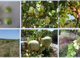 ΕΥΡΕΣΗ – ΑΞΙΟΛΟΓΗΣΗ ΚΑΙ ΑΞΙΟΠΟΙΗΣΗ ΤΟΠΙΚΩΝ ΠΟΙΚΙΛΙΩΝ ΦΥΛΛΟΒΟΛΩΝ ΟΠΩΡΟΦΟΡΩΝ ΔΕΝΔΡΩΝ ΣΤΗ ΣΑΜΟ