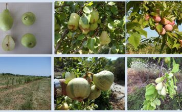 ΕΥΡΕΣΗ – ΑΞΙΟΛΟΓΗΣΗ ΚΑΙ ΑΞΙΟΠΟΙΗΣΗ ΤΟΠΙΚΩΝ ΠΟΙΚΙΛΙΩΝ ΦΥΛΛΟΒΟΛΩΝ ΟΠΩΡΟΦΟΡΩΝ ΔΕΝΔΡΩΝ ΣΤΗ ΣΑΜΟ