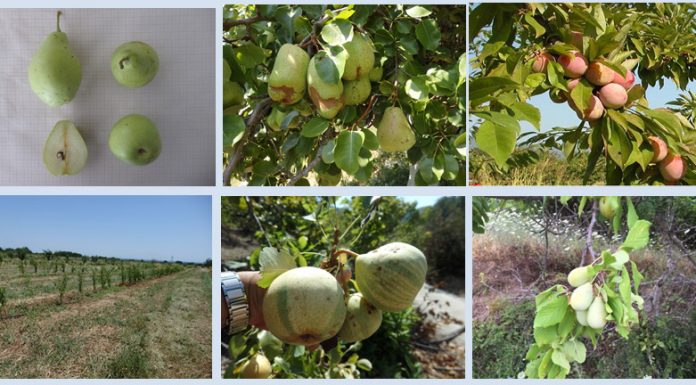 ΕΥΡΕΣΗ – ΑΞΙΟΛΟΓΗΣΗ ΚΑΙ ΑΞΙΟΠΟΙΗΣΗ ΤΟΠΙΚΩΝ ΠΟΙΚΙΛΙΩΝ ΦΥΛΛΟΒΟΛΩΝ ΟΠΩΡΟΦΟΡΩΝ ΔΕΝΔΡΩΝ ΣΤΗ ΣΑΜΟ