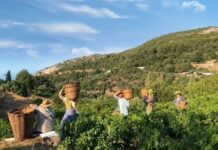 ΑΝΟΙΓΜΑ ΠΑΡΑΛΑΒΗΣ ΣΤΑΦΥΛΙΩΝ στο οινοποιείο ΜΑΛΑΓΑΡΙΟΥ του ΕΟΣ ΣΑΜΟΥ την Παρασκευή 07/08/2020 (και πρόγραμμα 7/8-15/8)!