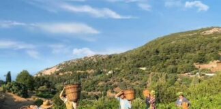 ΑΝΟΙΓΜΑ ΠΑΡΑΛΑΒΗΣ ΣΤΑΦΥΛΙΩΝ στο οινοποιείο ΜΑΛΑΓΑΡΙΟΥ του ΕΟΣ ΣΑΜΟΥ την Παρασκευή 07/08/2020 (και πρόγραμμα 7/8-15/8)!