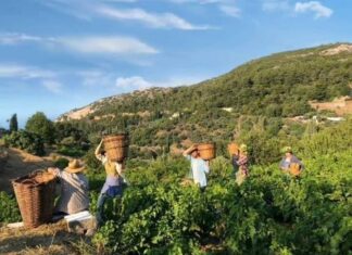 ΑΝΟΙΓΜΑ ΠΑΡΑΛΑΒΗΣ ΣΤΑΦΥΛΙΩΝ στο οινοποιείο ΜΑΛΑΓΑΡΙΟΥ του ΕΟΣ ΣΑΜΟΥ την Παρασκευή 07/08/2020 (και πρόγραμμα 7/8-15/8)!