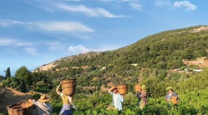 ΑΝΟΙΓΜΑ ΠΑΡΑΛΑΒΗΣ ΣΤΑΦΥΛΙΩΝ στο οινοποιείο ΜΑΛΑΓΑΡΙΟΥ του ΕΟΣ ΣΑΜΟΥ την Παρασκευή 07/08/2020 (και πρόγραμμα 7/8-15/8)!