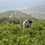 ΠΡΟΓΡΑΜΜΑ ΠΑΡΑΛΑΒΗΣ 24/08/2020 – 29/08/2020 για τα οινοποιεία ΜΑΛΑΓΑΡΙΟΥ και ΚΑΡΛΟΒΑΣΟΥ του ΕΟΣ ΣΑΜΟΥ