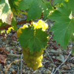 ΠΡΟΓΡΑΜΜΑ ΠΑΡΑΛΑΒΗΣ στα οινοποιεία ΚΑΡΛΟΒΑΣΟΥ και ΜΑΛΑΓΑΡΙΟΥ του ΕΟΣ ΣΑΜΟΥ από 17/08 έως 22/08