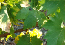 Πρόγραμμα Παραλαβής Σταφυλιών από 31.08.2020 έως και 05.09.2020