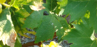 Παραλαβή σταφυλιών από 21.9.20 έως και 25.9.20