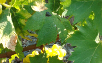 ΠΡΟΓΡΑΜΜΑ ΠΑΡΑΛΑΒΗΣ στα οινοποιεία ΚΑΡΛΟΒΑΣΟΥ και ΜΑΛΑΓΑΡΙΟΥ του ΕΟΣ ΣΑΜΟΥ από 17/08 έως 22/08