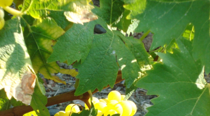 Παραλαβή σταφυλιών από 7.9.2020 έως και 12.9.2020