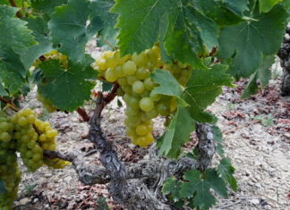 ΑΝΑΚΟΙΝΩΣΗ ΦΥΤΟΠΡΟΣΤΑΣΙΑΣ