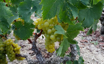 ΟΙΝΟΠΟΙΕΙΟ ΚΑΡΛΟΒΑΣΟΥ: Πρόγραμμα Παραλαβής σταφυλιών Δευτέρα 28/09 – Σάββατο 03/10