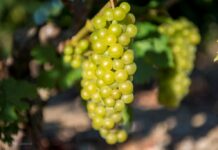 ΠΡΟΓΡΑΜΜΑ ΠΑΡΑΛΑΒΗΣ ΣΤΑΦΥΛΙΩΝ ΑΠΟ 29/8 ΕΩΣ ΚΑΙ 3/9