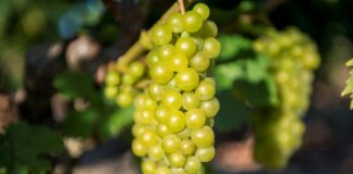 ΠΡΟΓΡΑΜΜΑ ΠΑΡΑΛΑΒΗΣ ΣΤΑΦΥΛΙΩΝ ΑΠΟ 29/8 ΕΩΣ ΚΑΙ 3/9