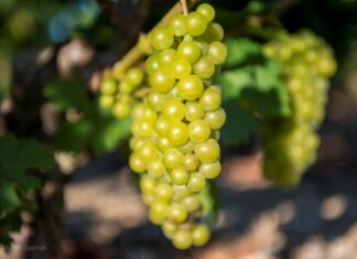 ΕΠΕΙΓΟΥΣΑ  ΑΝΑΚΟΙΝΩΣΗ – ΨΕΚΑΣΜΟΣ ΚΑΤΑ ΕΥΔΕΜΙΔΑΣ