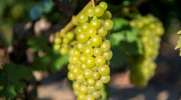 ΕΠΕΙΓΟΥΣΑ ΑΝΑΚΟΙΝΩΣΗ – ΨΕΚΑΣΜΟΣ ΚΑΤΑ ΕΥΔΕΜΙΔΑΣ