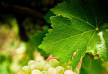 Αύξηση τιμής σταφυλιού για το 2022