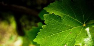 Αύξηση τιμής σταφυλιού για το 2022