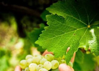 Αύξηση τιμής σταφυλιού για το 2022