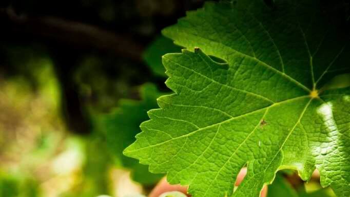 Αύξηση τιμής σταφυλιού για το 2022