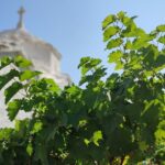 239079946_1334763876938674_5268280209442791842_n