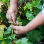 Παραλαβή σταφυλιών από 23.08.21 έως και 28.08.21