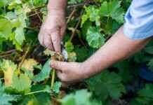 Παραλαβή σταφυλιών από 23.08.21 έως και 28.08.21