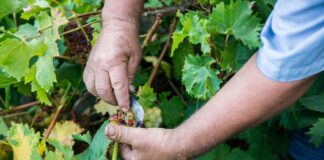 Παραλαβή σταφυλιών από 23.08.21 έως και 28.08.21