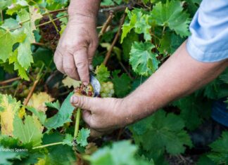 Παραλαβή σταφυλιών από 23.08.21 έως και 28.08.21