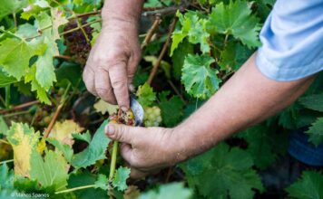 ΠΡΟΓΡΑΜΜΑ ΠΑΡΑΛΑΒΗΣ ΣΤΑΦΥΛΙΩΝ από 16/8 έως και 21/8