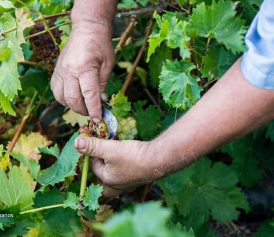 Παραλαβή σταφυλιών από 30.8 έως και 4.9.2021