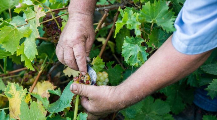 Παραλαβή σταφυλιών από 13.9.21 έως και 17.9.21