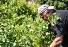 EΚΤΑΚΤΗ ΟΙΚΟΝΟΜΙΚΗ ΣΤΗΡΙΞΗ ΣΕ ΑΜΠΕΛΟΚΑΛΛΙΕΡΓΗΤΕΣ