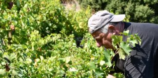 EΚΤΑΚΤΗ ΟΙΚΟΝΟΜΙΚΗ ΣΤΗΡΙΞΗ ΣΕ ΑΜΠΕΛΟΚΑΛΛΙΕΡΓΗΤΕΣ