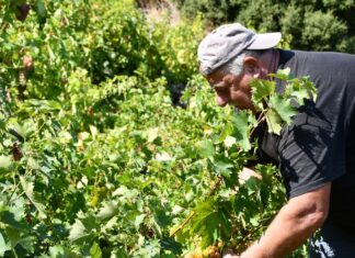 EΚΤΑΚΤΗ ΟΙΚΟΝΟΜΙΚΗ ΣΤΗΡΙΞΗ ΣΕ ΑΜΠΕΛΟΚΑΛΛΙΕΡΓΗΤΕΣ
