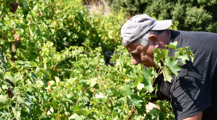 EΚΤΑΚΤΗ ΟΙΚΟΝΟΜΙΚΗ ΣΤΗΡΙΞΗ ΣΕ ΑΜΠΕΛΟΚΑΛΛΙΕΡΓΗΤΕΣ