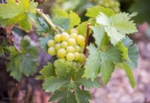 ΑΝΑΚΟΙΝΩΣΗ Ε.Ο.Σ Σάμου για ΒΕΛΤΙΩΜΕΝΕΣ ΤΙΜΕΣ ΣΤΑΦΥΛΙΩΝ ΤΡΥΓΟΥ 2023