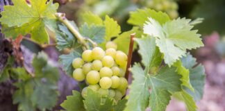 ΕΠΕΙΓΟΥΣΑ ΑΝΑΚΟΙΝΩΣΗ ΨΕΚΑΣΜΟΥ ΕΥΔΕΜΙΔΑΣ 2022