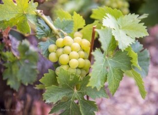 Παραλαβή σταφυλιών από 6.9.21 έως και 11.9.21