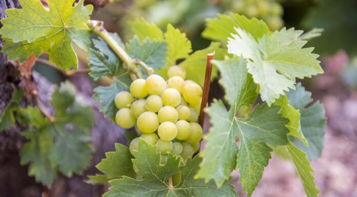 ΑΝΑΚΟΙΝΩΣΗ Ε.Ο.Σ Σάμου για ΒΕΛΤΙΩΜΕΝΕΣ ΤΙΜΕΣ ΣΤΑΦΥΛΙΩΝ ΤΡΥΓΟΥ 2023