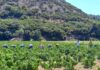 Ανακοίνωση για νέες φυτεύσεις αμπελώνων