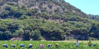 Ανακοίνωση για νέες φυτεύσεις αμπελώνων