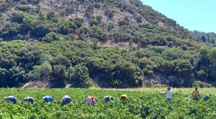 Ανακοίνωση για νέες φυτεύσεις αμπελώνων