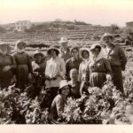 τρύγος-κάποτε-στη-Σάμο