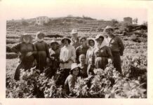 Τρύγος στη Σάμο: Μια μακραίωνη, γλυκιά τελετουργία.