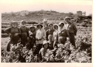 Τρύγος στη Σάμο:  Μια μακραίωνη, γλυκιά τελετουργία.