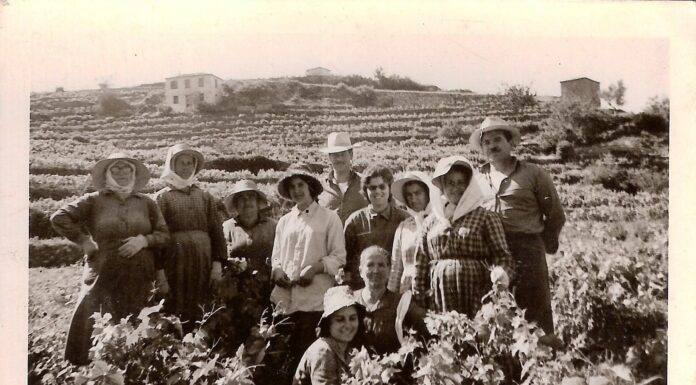 Τρύγος στη Σάμο: Μια μακραίωνη, γλυκιά τελετουργία.