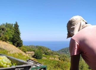 Παραλαβή σταφυλιών 4 & 5.10.21 –  Τέλος παραλαβής